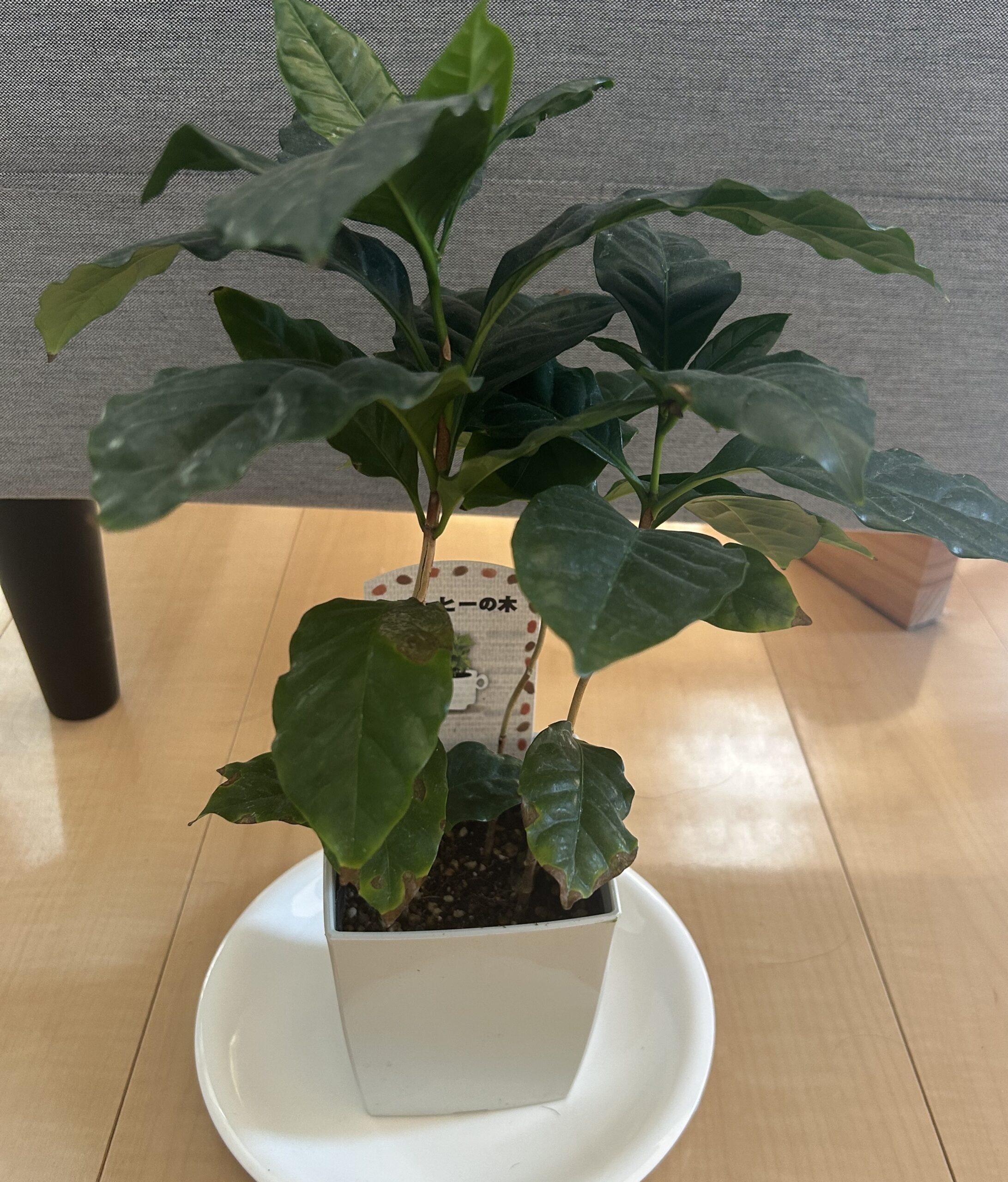 観葉植物